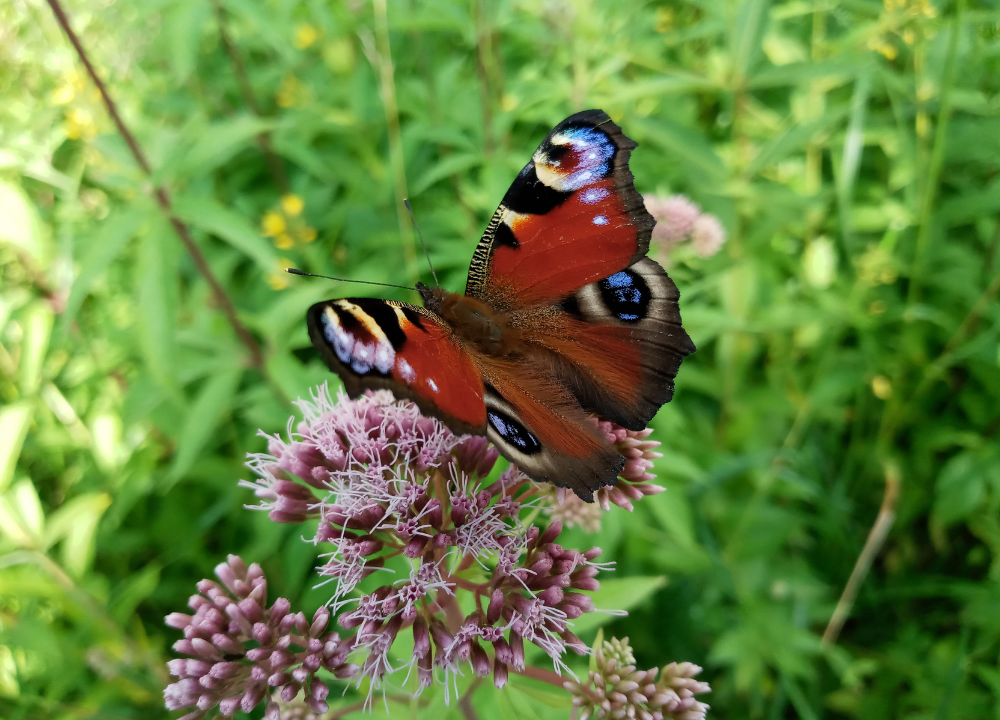 Tagpfauenauge auf einer Wasserdost-Bl&uuml;te